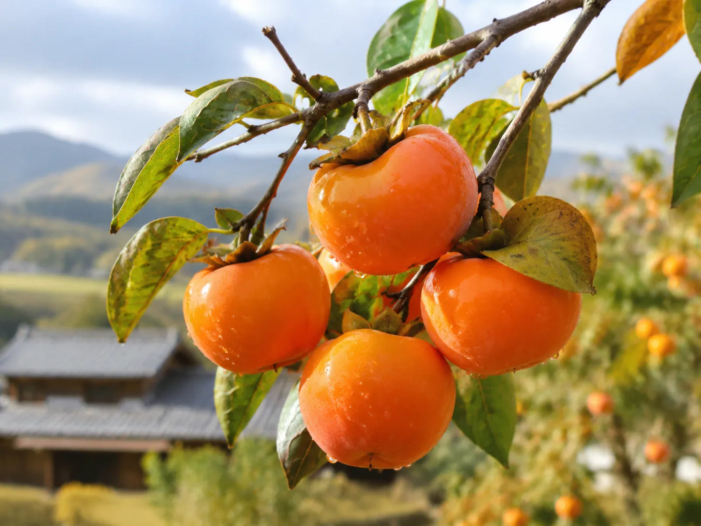The persimmon has been used in Japan for centuries — long before anyone understood why it worked.
